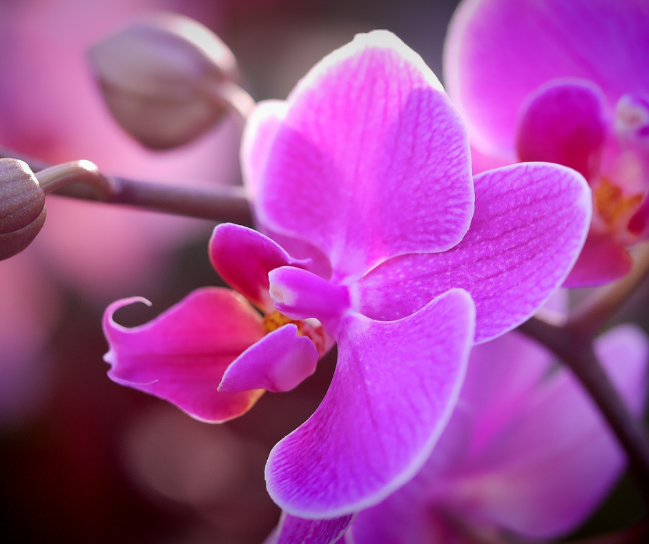 Esencias de Orquídeas Amazónicas